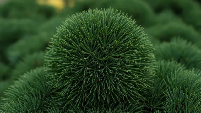 Globe Blue Spruce