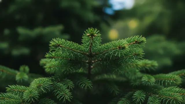 Colorado Blue Spruce