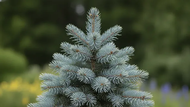 Colorado Blue Spruce