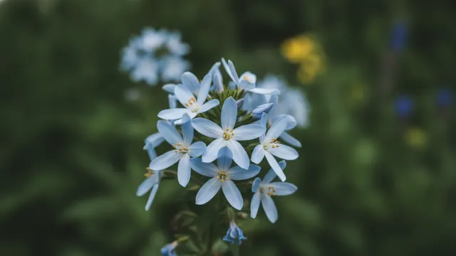 Bluestar