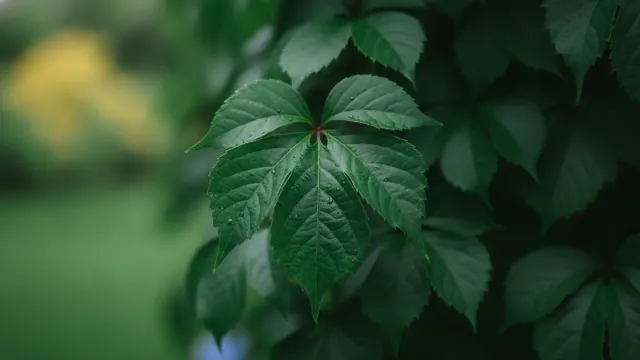 Veitchii