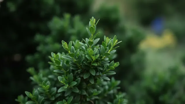 Green Velvet
