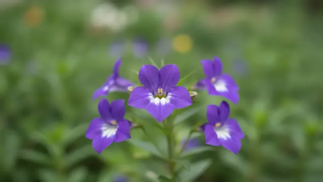 Purple Browallia