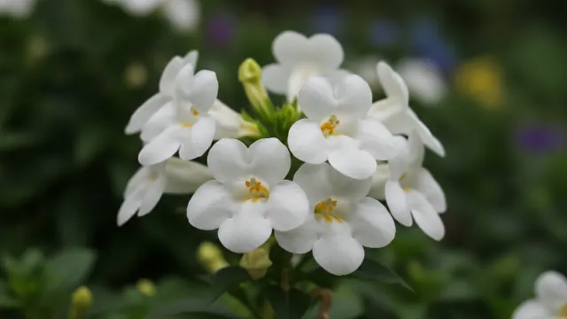 White Browallia