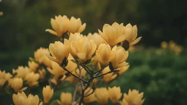 Butterflies Magnolia