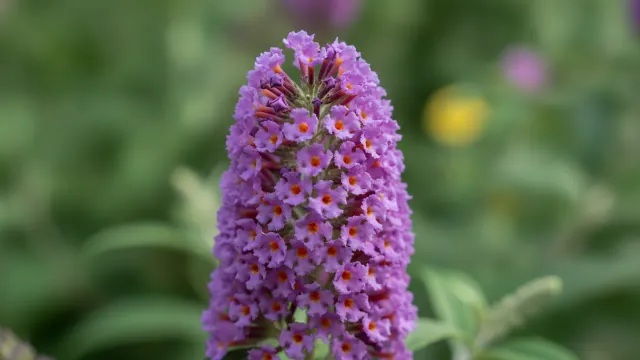 Butterfly Bush