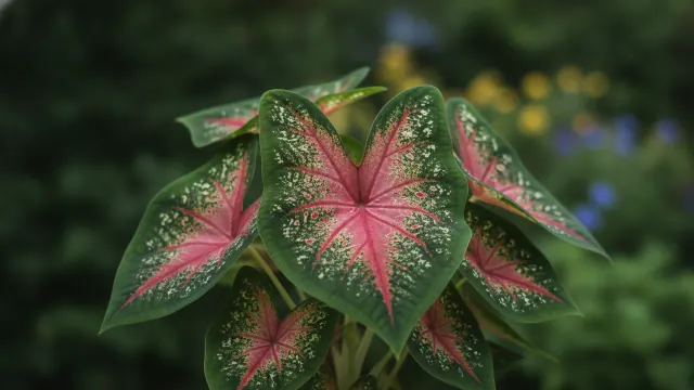 Carolyn Whorton Caladium