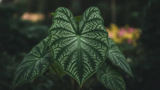 Caladium