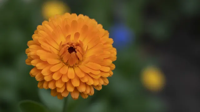 Calendula