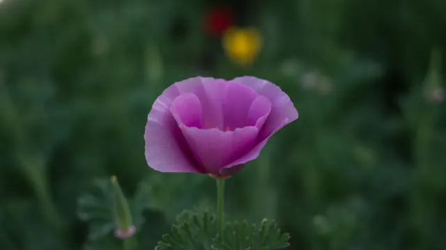 Purple Gleam