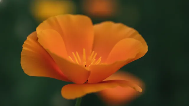 Mikado