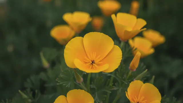 Yellow California Poppy