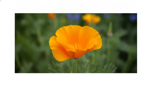 California Poppy