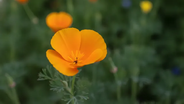 California Poppy