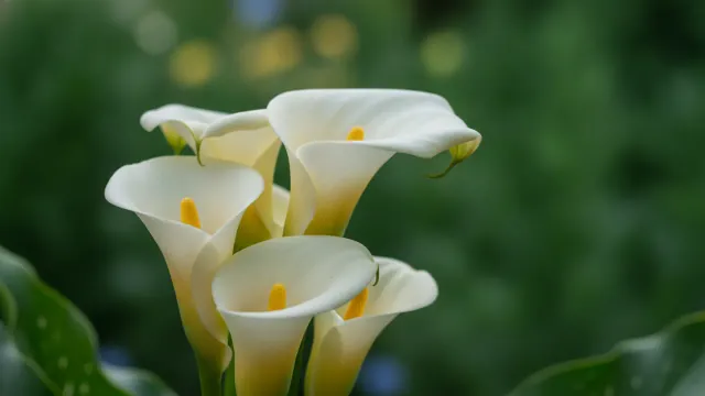 Black Star Calla