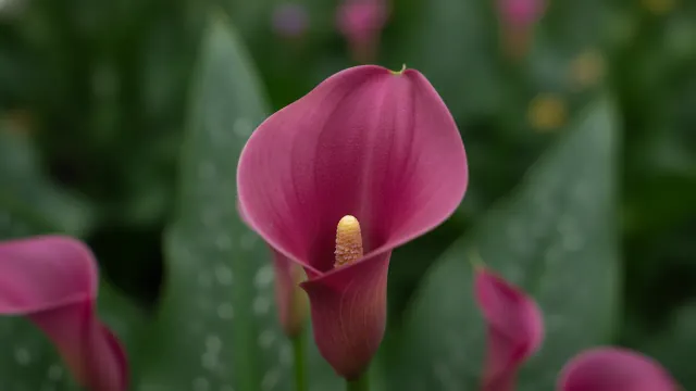 Pink Calla