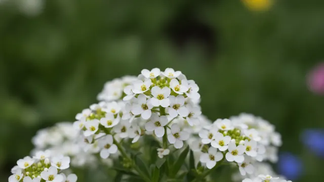 Candytuft
