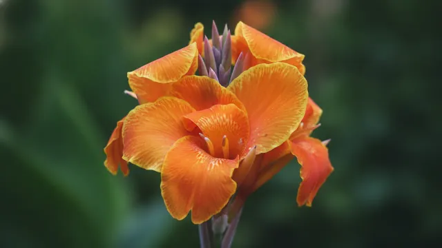 Tropicanna Gold