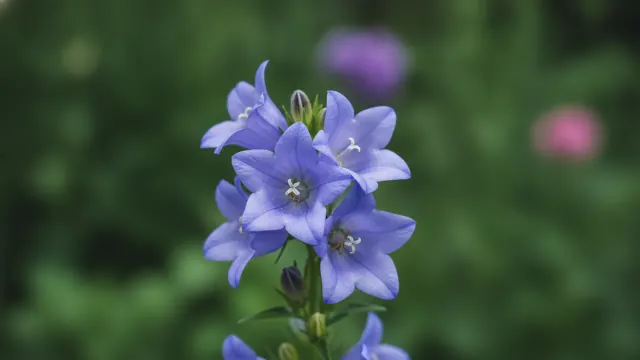 Canterbury Bells
