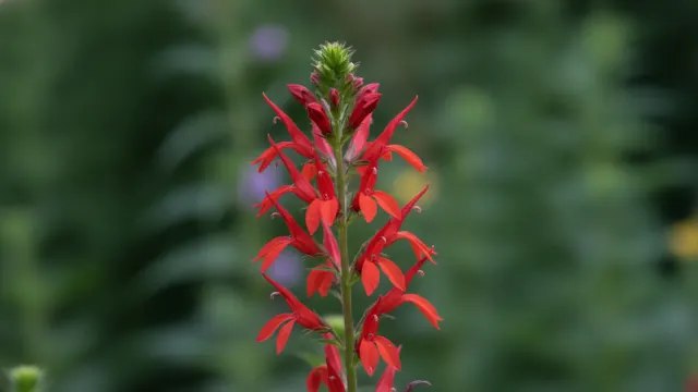 Cardinal Flower