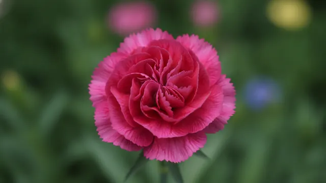 Carnation