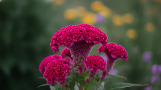 Century Pink