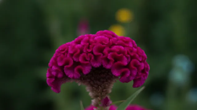 Cockscomb Magenta