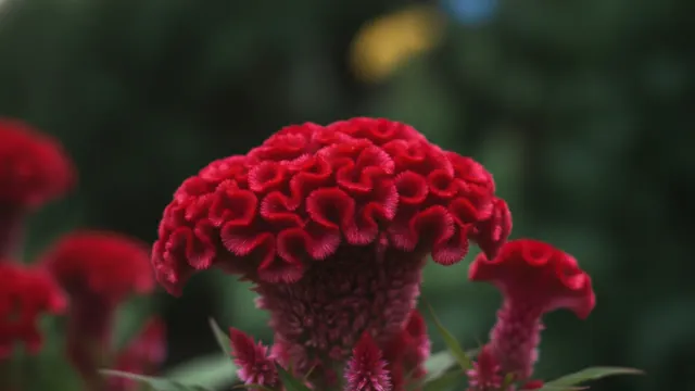 Celosia