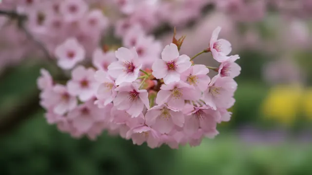 Pink Cloud Cherry