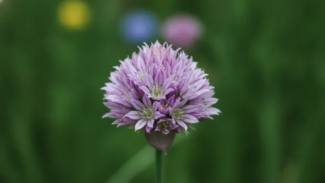 Chives