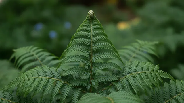 Christmas Fern