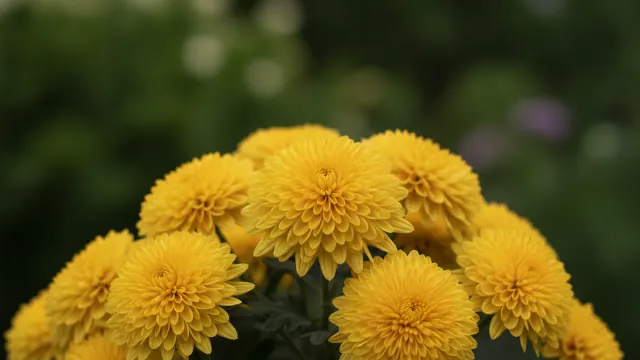 Gold Mum