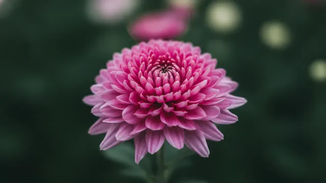 Pink Mum