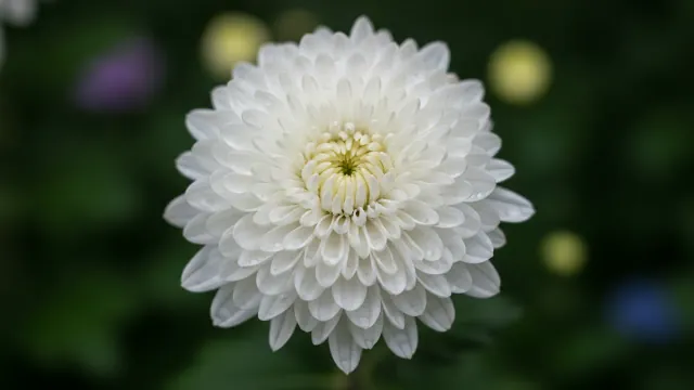 White Mum