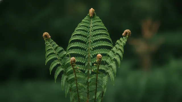 Cinnamon Fern