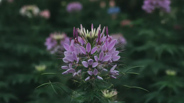 Violet Queen