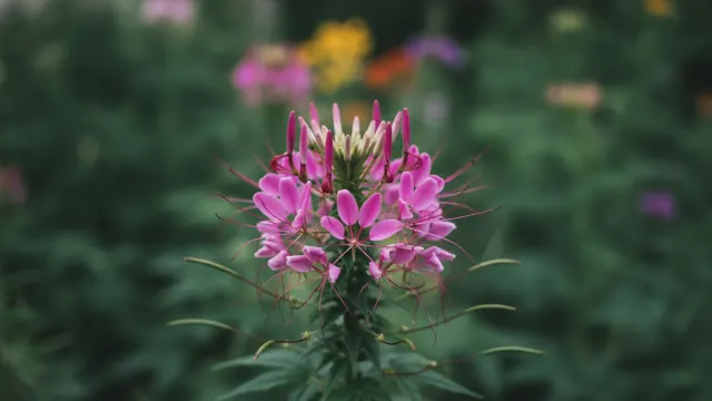 Cleome