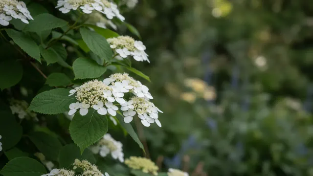 Climbing Hydrangea