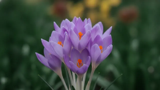 Autumn Crocus
