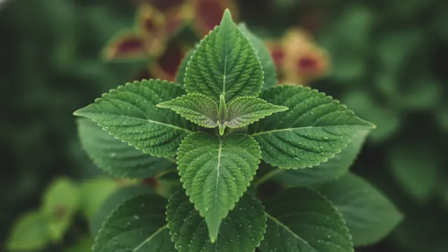 Coleus