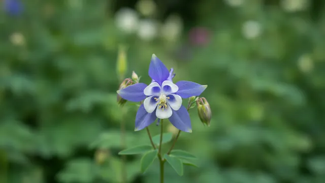 Rocky Mountain Blue