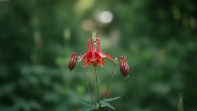 Eastern Red Columbine