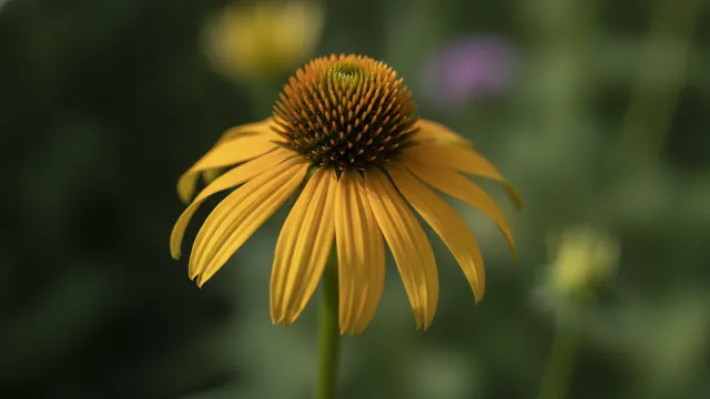 Green Jewel