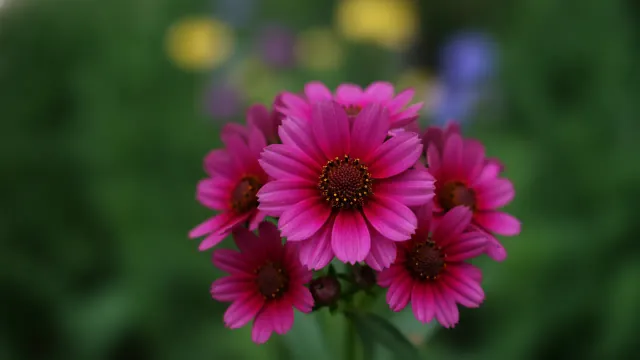 Pink Sapphire