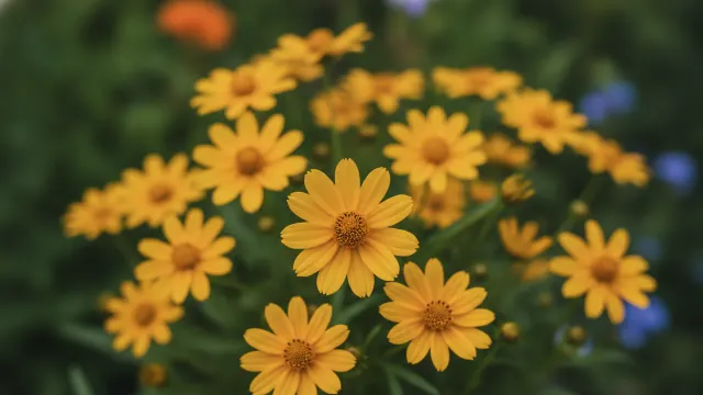 Coreopsis