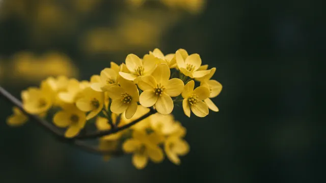 Cornelian Cherry
