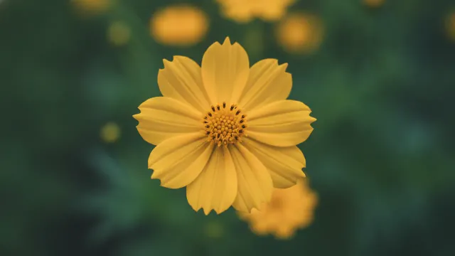 Cosmic Yellow