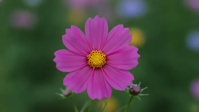 Sensation Pink