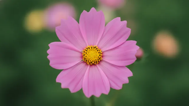 Cosmos