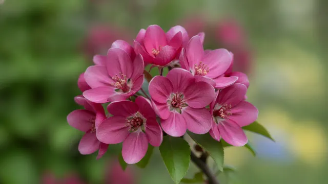Flowering Crabapple